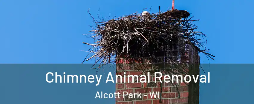 Chimney Animal Removal Alcott Park - WI