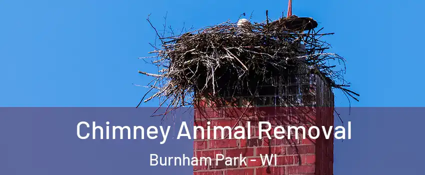 Chimney Animal Removal Burnham Park - WI