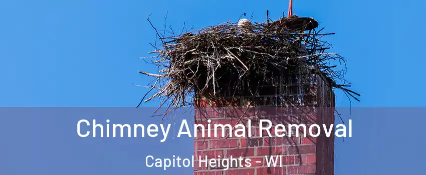 Chimney Animal Removal Capitol Heights - WI