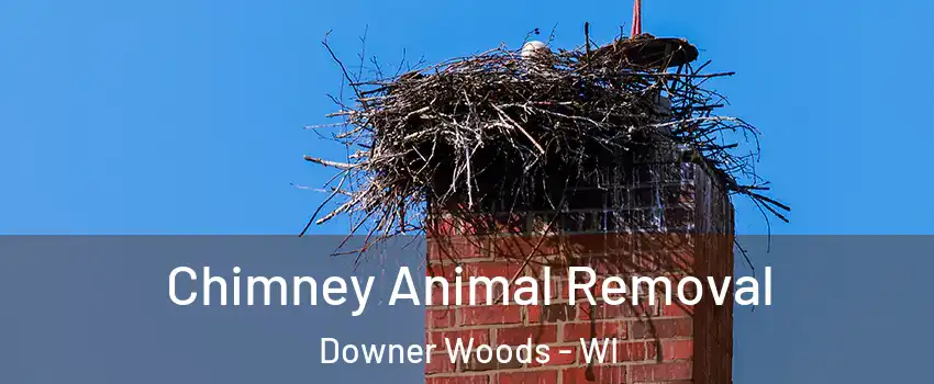 Chimney Animal Removal Downer Woods - WI