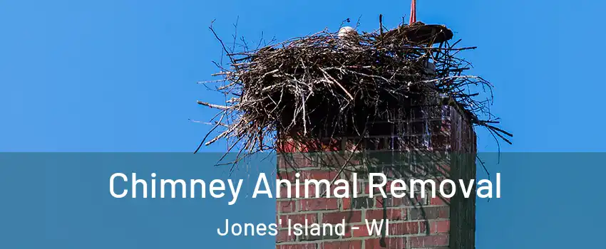 Chimney Animal Removal Jones' Island - WI