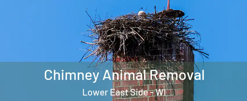 Chimney Animal Removal Lower East Side - WI