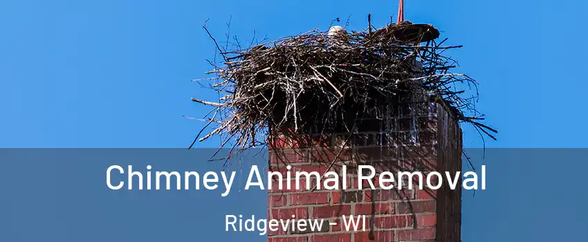 Chimney Animal Removal Ridgeview - WI