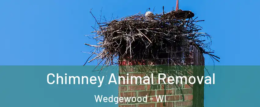 Chimney Animal Removal Wedgewood - WI