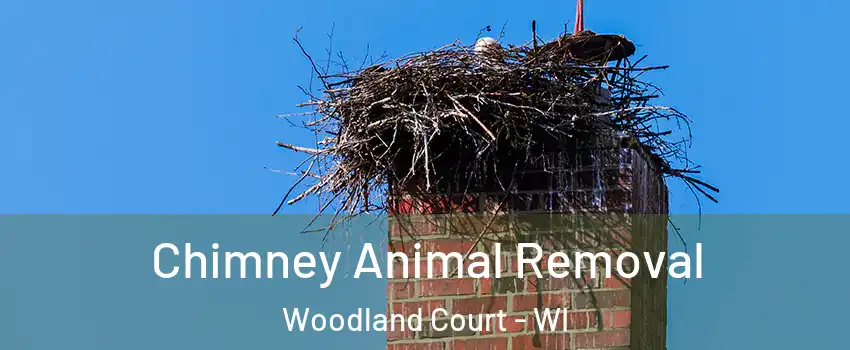 Chimney Animal Removal Woodland Court - WI