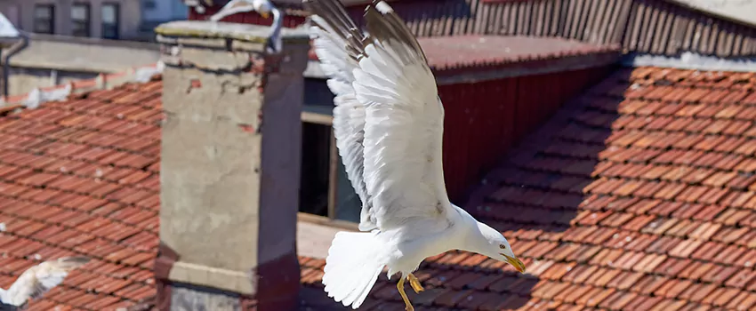 Residential Chimney Animal Removal Solution in Haymarket, WI